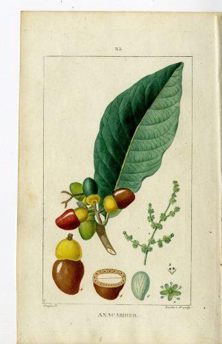 Antique Print-PL.21.-CASHEW-CAJOU-ACAJOU TREE-CASSUVIUM-Turpin-Chaumeton-1814