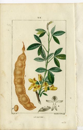 Antique Print-PL.22-STINKING-DEAN TREFOIL-ANAGYRIS FOETIDA-Turpin-Chaumeton-1814