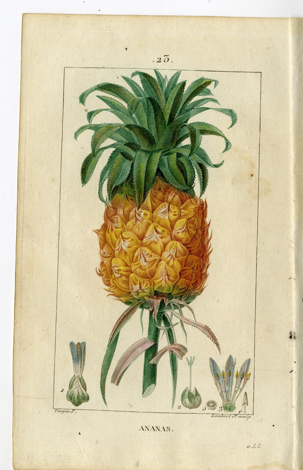 , Antique Print-PL.23.-ANANAS- PINE APPLE- BROMELIA ANANAS-Turpin-Chaumeton-1814, Pictura Antique Prints