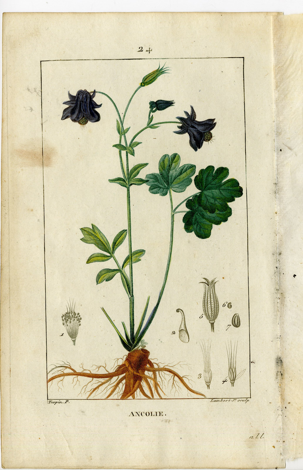 , Antique Print-PL.24.-ANCOLIE-COLOMBINE-AQUILEGIA TULGARIS-Turpin-Chaumeton-1814, Pictura Antique Prints