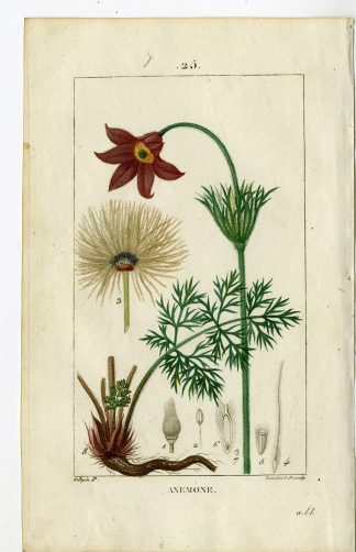 Antique Print-PL.25-MEADOW-DARK FLOWERED-ANEMONE PRATENSIS-Turpin-Chaumeton-1814