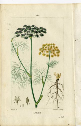Antique Print-PL.26.-ANETH-DILLE-ANETHUM GRAVEOLENS-Turpin-Chaumeton-1814