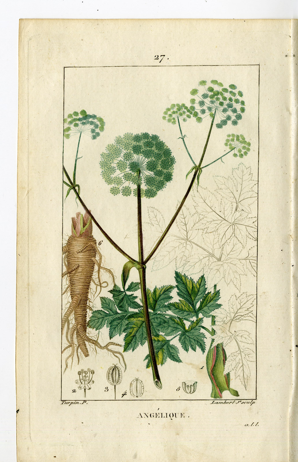 , Antique Print-PL.27.-ANGELICA-ANGELIC ARCHANGELICA-Turpin-Chaumeton-1814, Pictura Antique Prints
