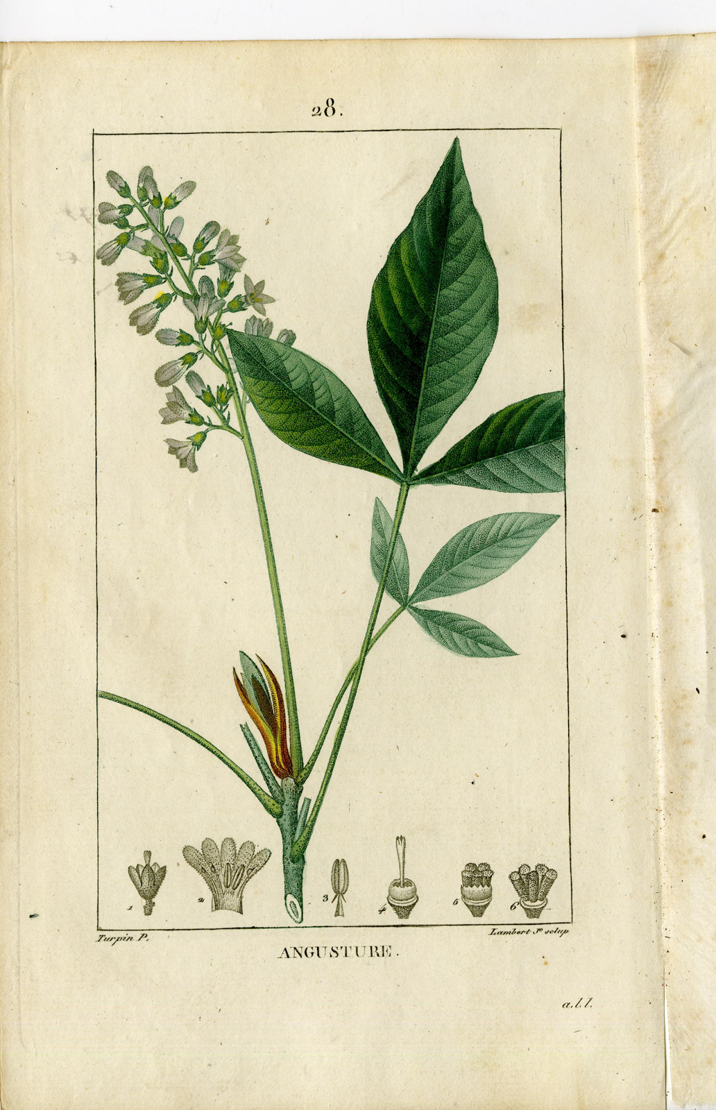 , Antique Print-PL.28.-ANGUSTERA-BONPLANDIA TRIFOLIATA-Turpin-Chaumeton-1814, Pictura Antique Prints