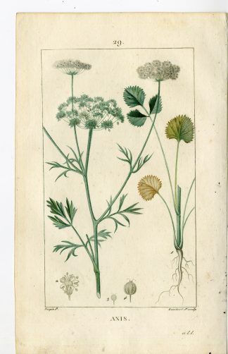 Antique Print-PL.29.-ANISE-PIMPINELLA ANISUM-Turpin-Chaumeton-1814