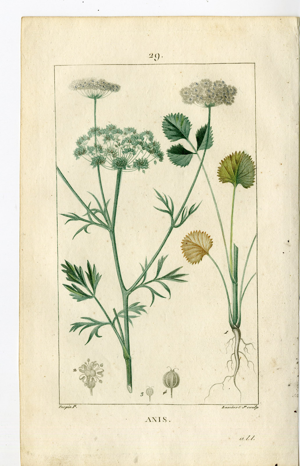 , Antique Print-PL.29.-ANISE-PIMPINELLA ANISUM-Turpin-Chaumeton-1814, Pictura Antique Prints