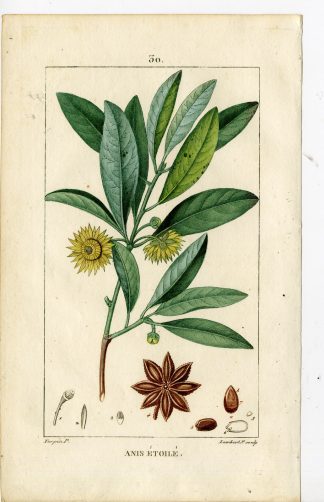 Antique Print-PL.30.-INDIAN ANISE-ILLICIUM ANISATUM-Turpin-Chaumeton-1814