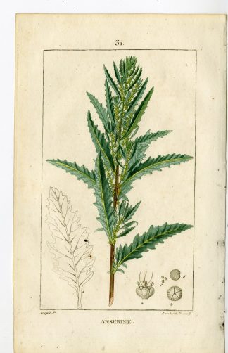 Antique Print-PL.31.-SHRUBBY GOOSE FOOT-CHENOPODIUM-Turpin-Chaumeton-1814