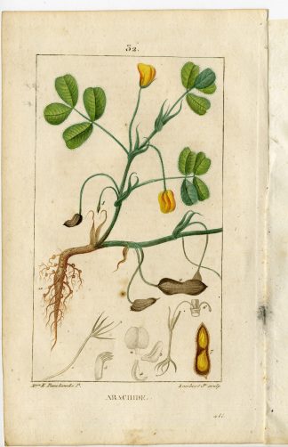 Antique Print-PL.32.-ARACHIDE PEANUT-ARACHIS HYPOGAEA-Turpin-Chaumeton-1814