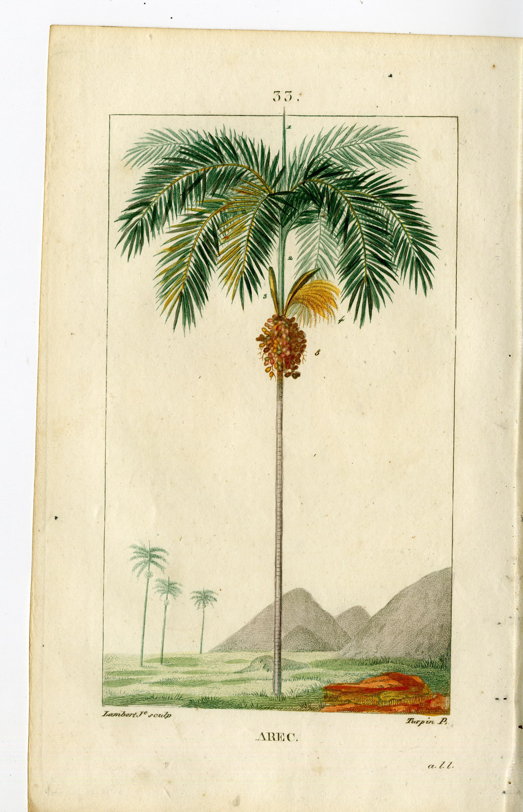 , 2-Antique Prints-PL.33, 33 BIS.-ARECA-FAUFEL NUT TREE-DATE-Turpin-Chaumeton-1814, Pictura Antique Prints
