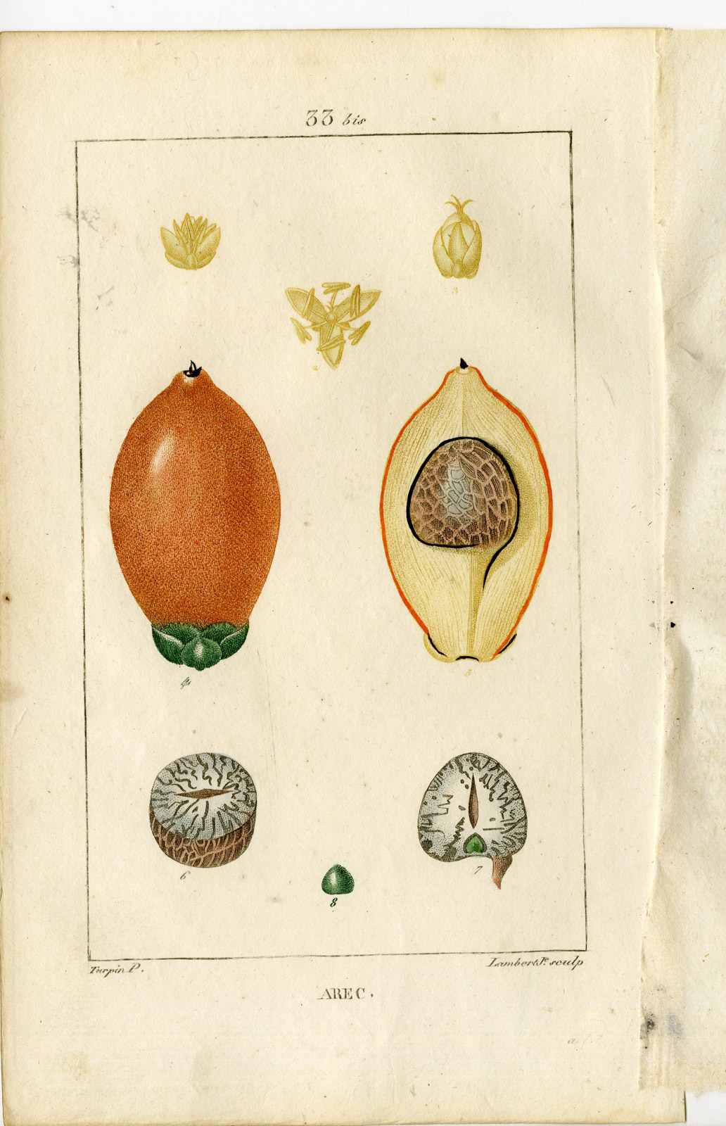 , 2-Antique Prints-PL.33, 33 BIS.-ARECA-FAUFEL NUT TREE-DATE-Turpin-Chaumeton-1814, Pictura Antique Prints