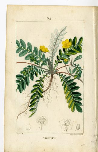 Antique Print-PL.34.-SILVER CINQUEFOIL-POTENTILLA ANSERINA-Turpin-Chaumeton-1814