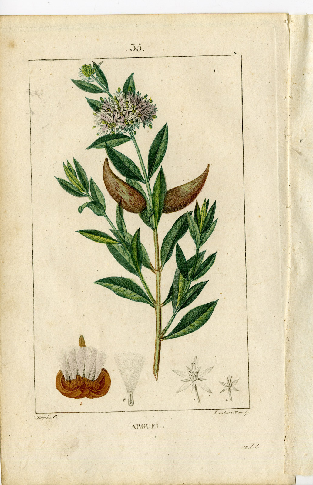 , Antique Print-PL.35.-ARGUEL-NECTOUX-CYNANCHUM OLEIFOLIUM-Turpin-Chaumeton-1814, Pictura Antique Prints