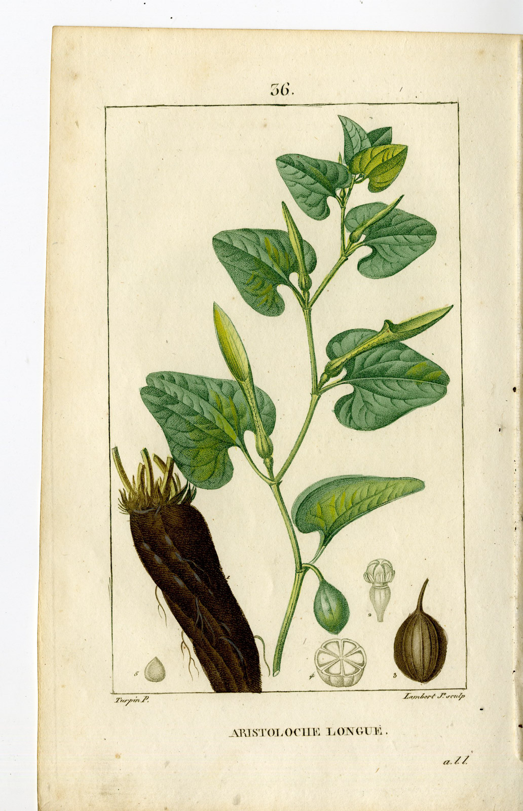 , Antique Print-PL.36.-ARISTOLOCHIA LONGA-BIRTHWORT-Turpin-Chaumeton-1814, Pictura Antique Prints
