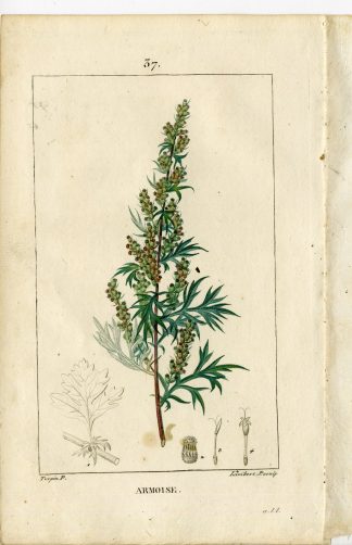 Antique Print-PL.37.-ARMOISE-ARTEMISIA VULGARIS-MUGWORT-Turpin-Chaumeton-1814