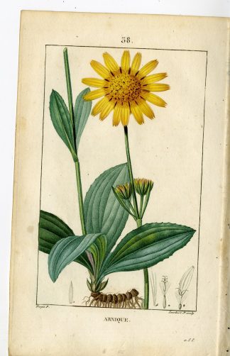 Antique Print-PL.38-ARNIQUE-ARNICA VULGARIS-LEOPARD'S BANE-Turpin-Chaumeton-1814