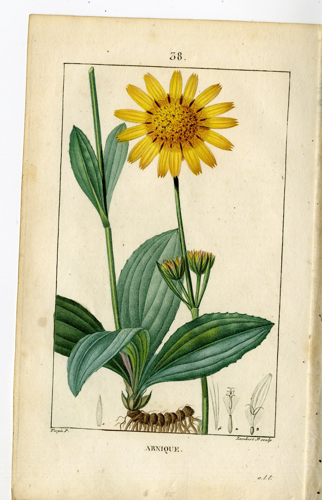 Pco 24136 416x645 Antique Print-PL.38-ARNIQUE-ARNICA VULGARIS-LEOPARD'S BANE-Turpin-Chaumeton-1814