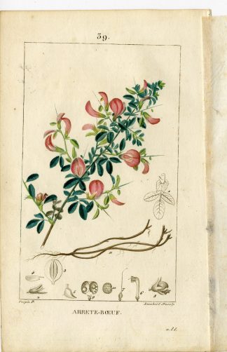 Antique Print-P.39-ARRETE-BOEUF-ONONIS-REST-HARROW-CAMMOCK-Turpin-Chaumeton-1814