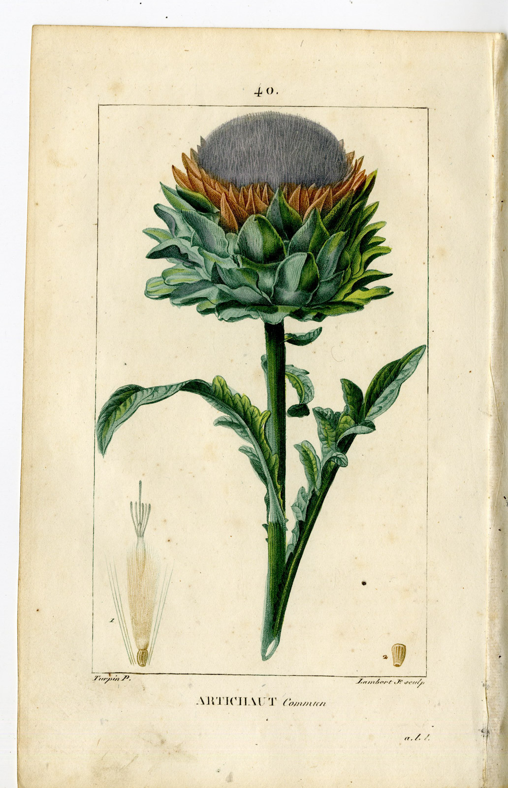 , Antique Print-PL.40.-ARTICHAUT-ARTICHOKE-CYNARA-Turpin-Chaumeton-1814, Pictura Antique Prints