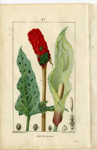 Antique Print-PL.41.-ARUM MACULTUM-WAKE ROBIN-CUCKOW PINT-Turpin-Chaumeton-1814