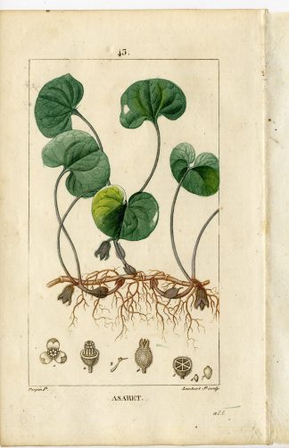 Antique Print-PL.43.-ASAHABACCA-ASARUM EUROPEUM-Turpin-Chaumeton-1814