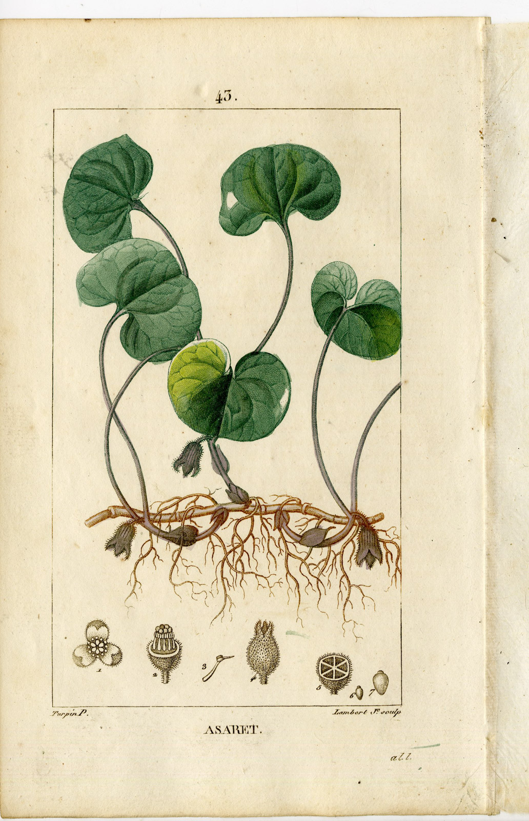 , Antique Print-PL.43.-ASAHABACCA-ASARUM EUROPEUM-Turpin-Chaumeton-1814, Pictura Antique Prints