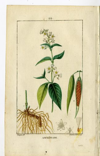 Antique Print-PL.44.-SWALLOW WORT-ASCLEPAS VINCETOXICUM-Turpin-Chaumeton-1814
