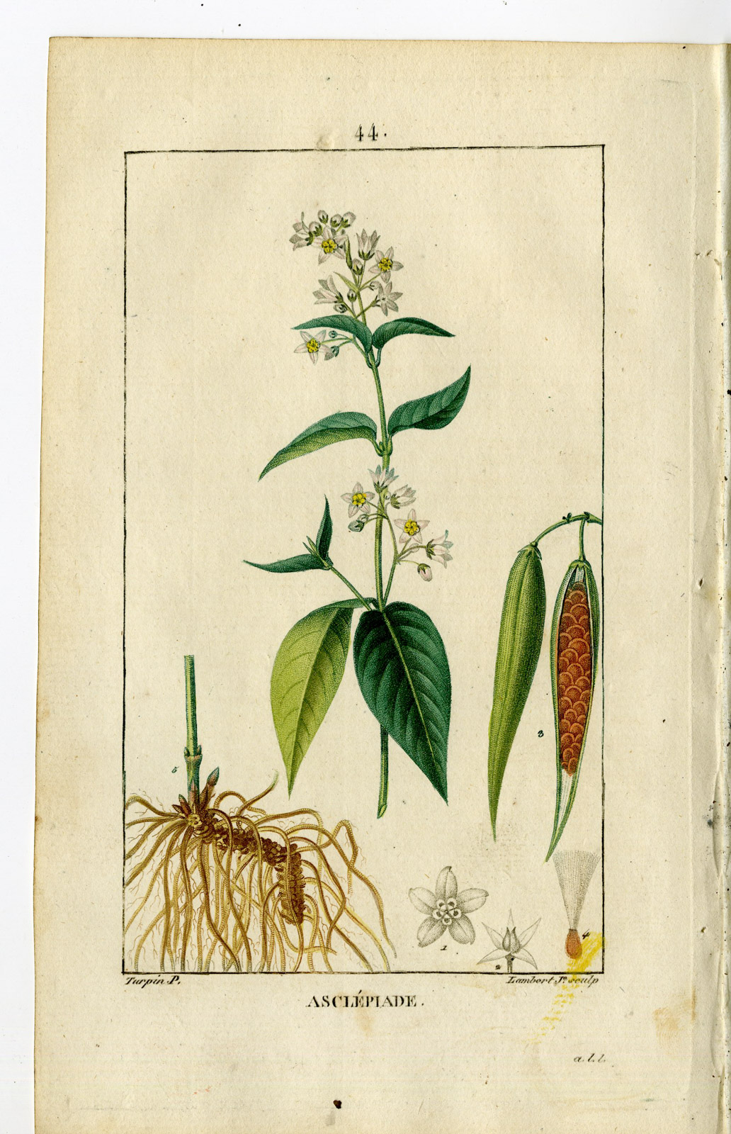 , Antique Print-PL.44.-SWALLOW WORT-ASCLEPAS VINCETOXICUM-Turpin-Chaumeton-1814, Pictura Antique Prints