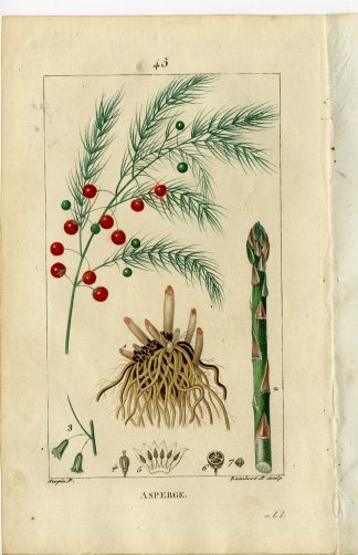 Antique Print-PL.45-ASPARAGUS-SPARROW-SPERAGE-ASPARAGUS-Turpin-Chaumeton-1814