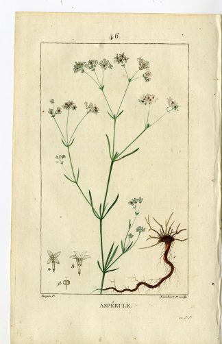 Antique Print-PL.46-WOODROOF-SQUINANCY-ASPERULA CYNANCHICA-Turpin-Chaumeton-1814