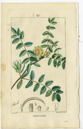 Antique Print-PL.47-WILD LIQUORICE-ASTRAGALUS GLYCYPHYLLOS-Turpin-Chaumeton-1814