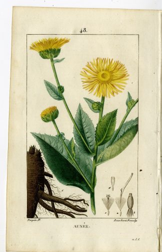 Antique Print-PL.48-AUNEE-ELECAMPANE-INULA HELENIUM-Turpin-Chaumeton-1814