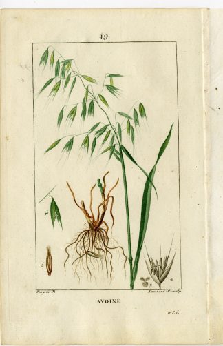 Antique Print-PL.49-AVOINE-OAT-OATS-AVENA SATIVA-Turpin-Chaumeton-1814