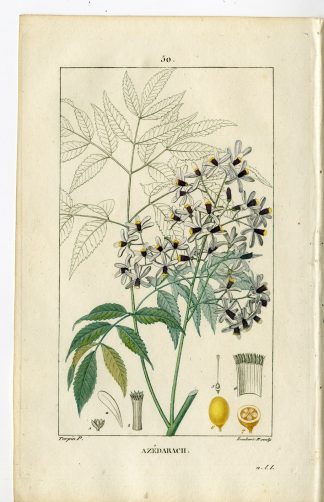 Antique Print-PL.50-AZADARAK-SYCAMORE-MELIA AZEDARACH-Turpin-Chaumeton-1814