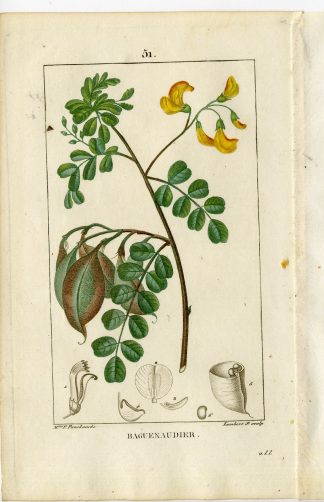 Antique Print-PL.51-BLADDER NUT TREE-COLUTEA ARBORESCENS-Turpin-Chaumeton-1814