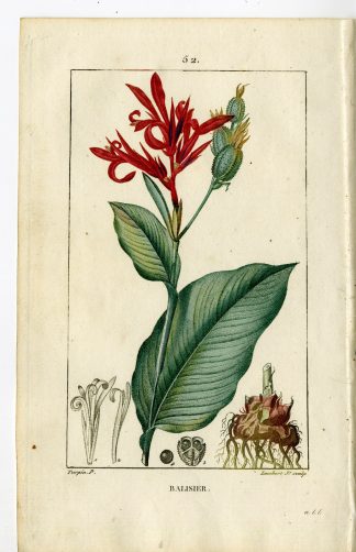 Antique Print-PL.52-BALISIER-INDIAN CANE-CANNA INDICA-Turpin-Chaumeton-1814