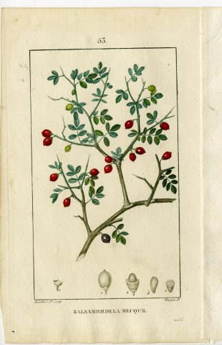 Antique Print-PL.53-BALSAM TREE-MECCA-BALM TREE-AMYRIS-Turpin-Chaumeton-1814