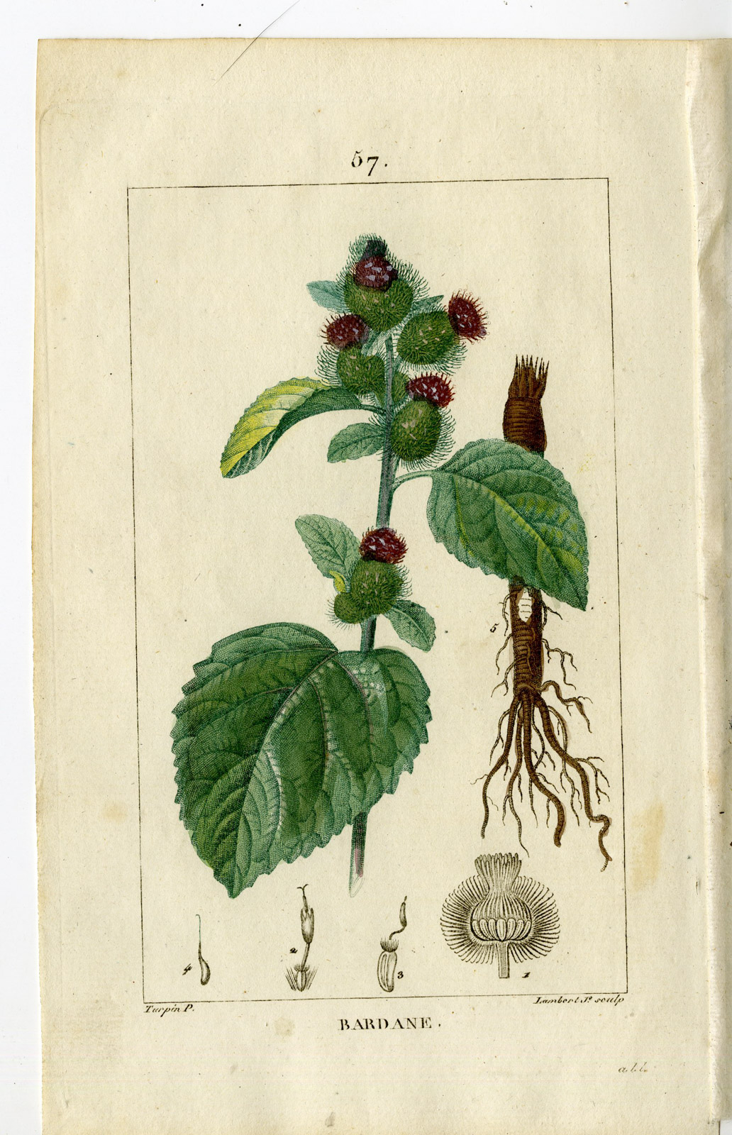 , Antique Print-PL.57-BUR-BURDOCK-BURRODOCK-ARCTIUM LAPPA-Turpin-Chaumeton-1814, Pictura Antique Prints