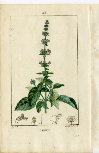 Antique Print-PL.58-BASIL-OCIMUM BASILICUM-Turpin-Chaumeton-1814