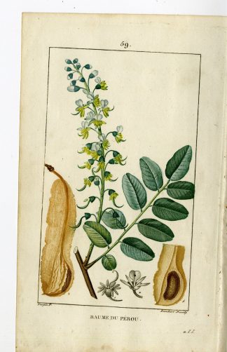 Antique Print-PL.59-PERUVIAN BALSAM TREE-MYROSPERMUM-Turpin-Chaumeton-1814