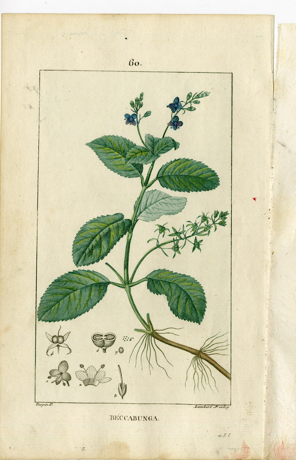 , Antique Print-P.60-BROOKLINE-SPEEDWELL-VERONICA BECCABUNGA-Turpin-Chaumeton-1814, Pictura Antique Prints