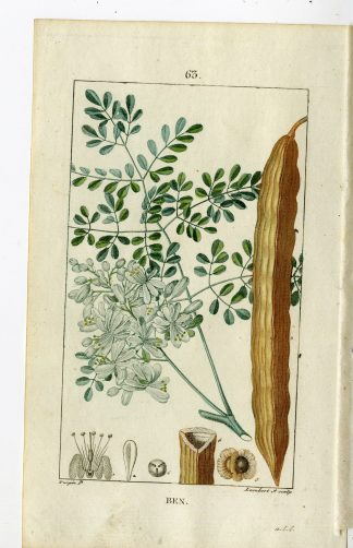 Antique Print-PL.63-BEN TREE-MORINGA-GUILANDINA MORINGA-Turpin-Chaumeton-1814