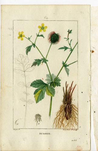 Antique Print-PL.64-AVENS-HERB BENNET-GEUM URBANUM-Turpin-Chaumeton-1814