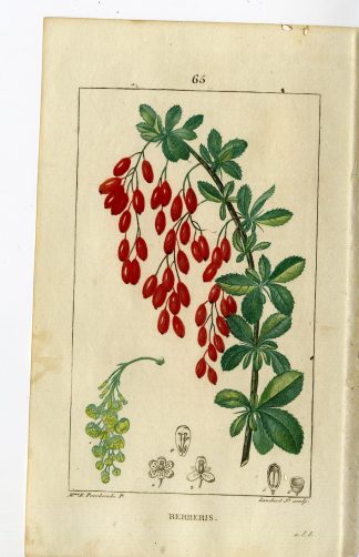 Antique Print-PL.65-BERBERRY-BARBEBRY-BERBERIS VULGARIS-Turpin-Chaumeton-1814