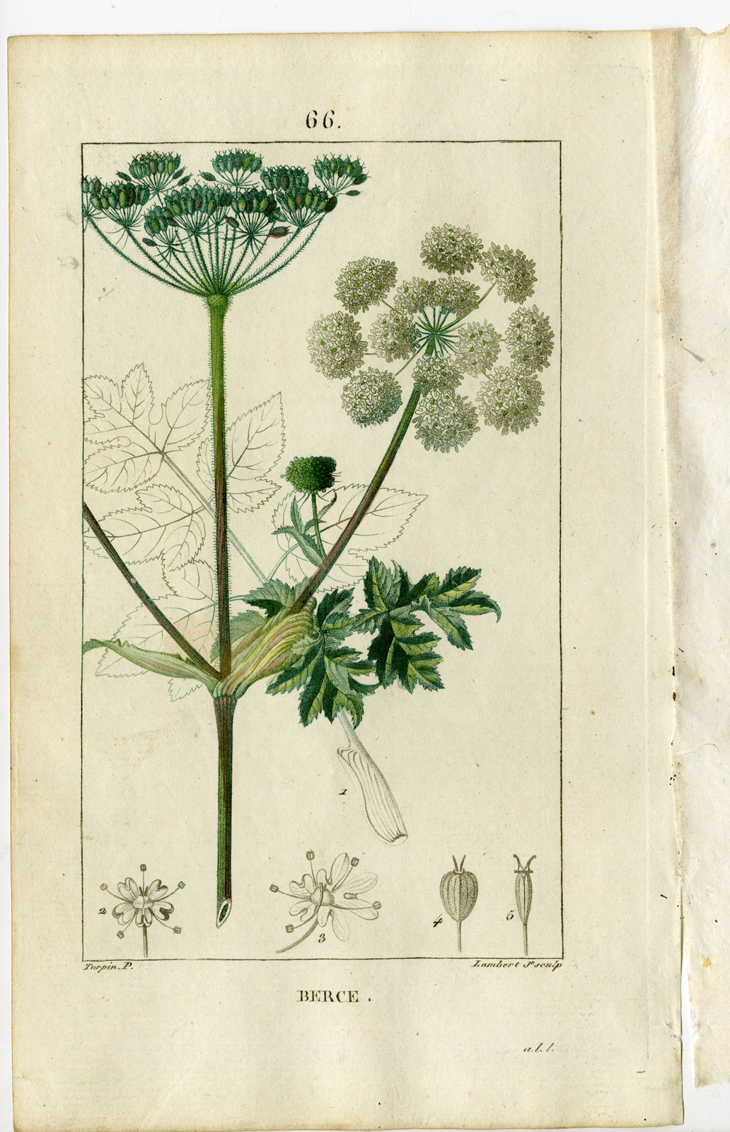 , Antique Print-PL.66-COW PARSNEP-HERACLEUM SPHONDYLIUM-Turpin-Chaumeton-1814, Pictura Antique Prints