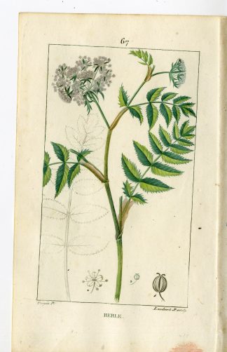 Antique Print-PL.67-UPPER ATER PARSNEP-SIUM ANGUSTIFOLIUM-Turpin-Chaumeton-1814
