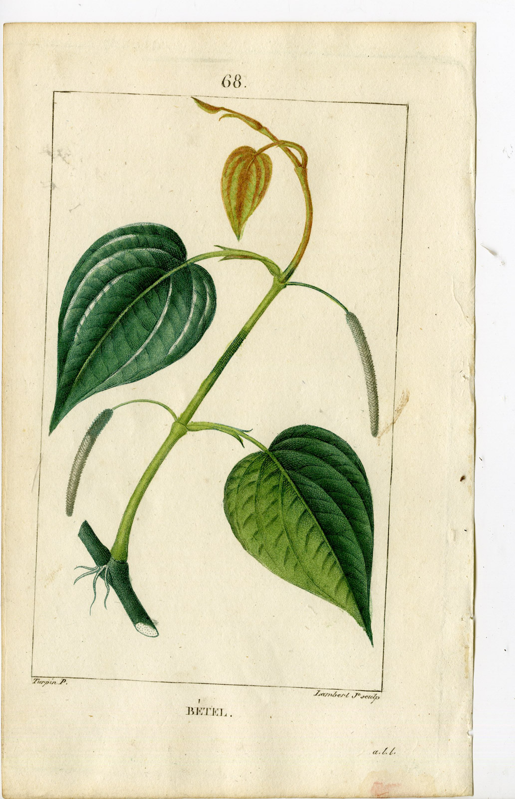 , Antique Print-PL.68-PIPER BETEL-BETLE-ARECA NUT-Turpin-Chaumeton-1814, Pictura Antique Prints