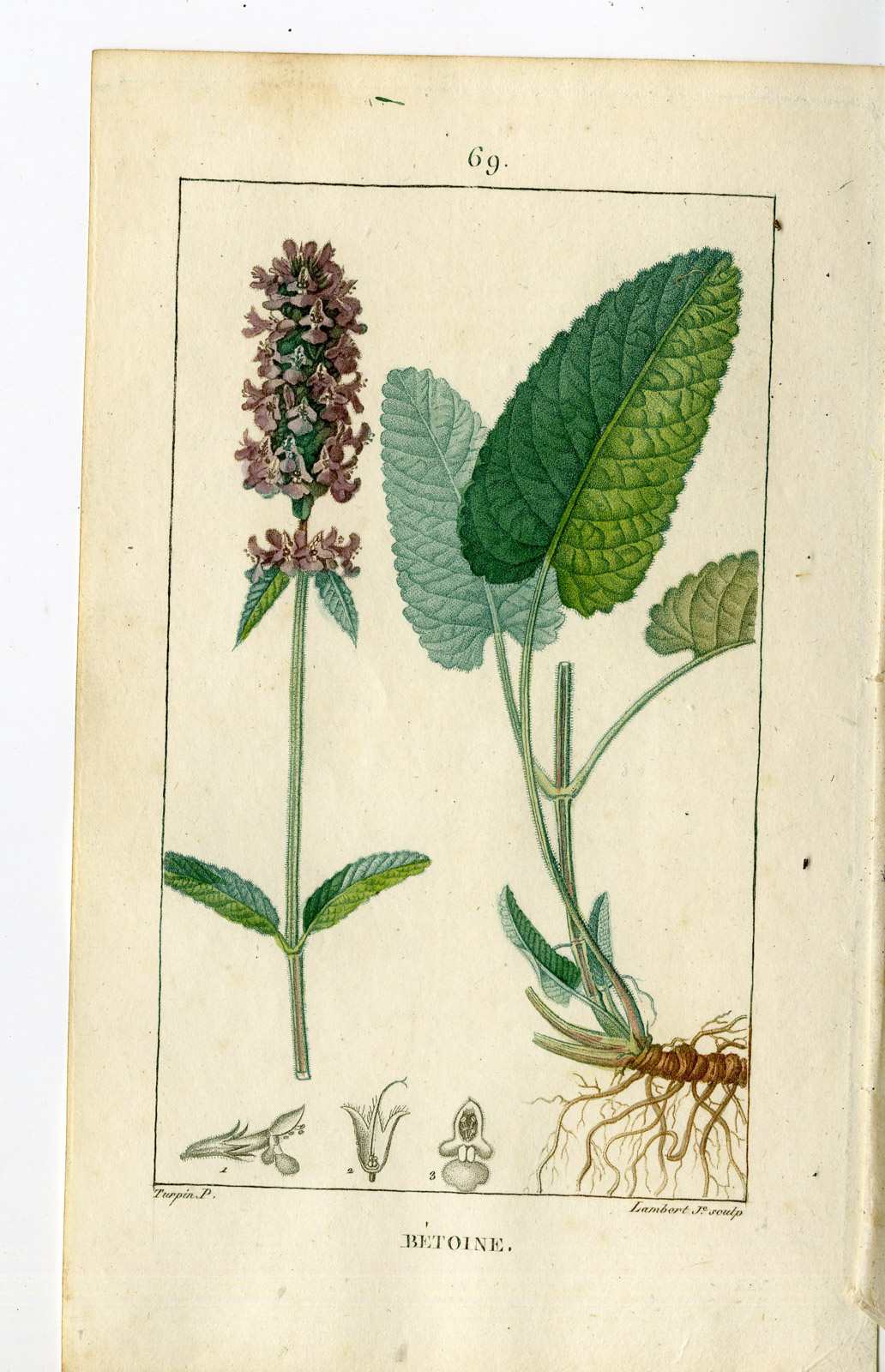 , Antique Print-PL.69-BETONY-BETONICA OFFICINALIS-BETOINE-Turpin-Chaumeton-1814, Pictura Antique Prints