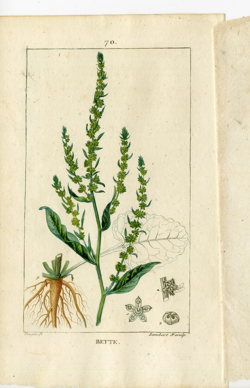 , Antique Print-PL.70-BEET-BETA VULGARIS-BETTE-Turpin-Chaumeton-1814, Pictura Antique Prints