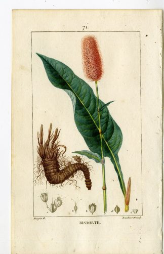 Antique Print-PL.71-BISTORT-SNAKE WEED-POLYGONUM BISTORTA-Turpin-Chaumeton-1814